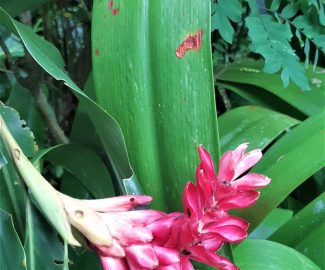 alpinia rose