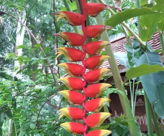 heliconia