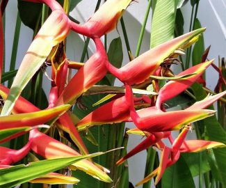 heliconia humilis